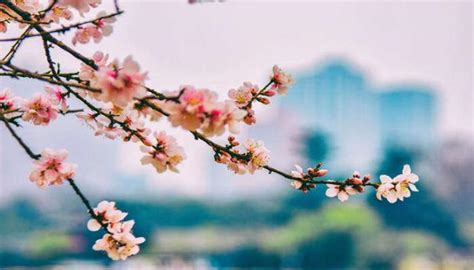 桃花枝怎麼養